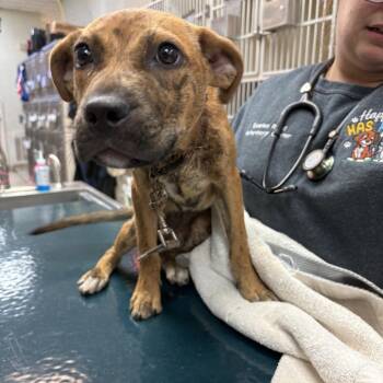 Lazy River -  Black Mouth Cur Dog for Adoption in Beaumont, Texas - Lazy River | PetCurious