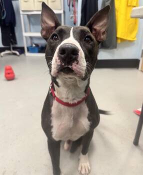 A138302 -  Mixed Breed Dog for Adoption in Palmetto, Florida - A138302 | PetCurious