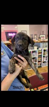 Stitch -  Mixed Breed Dog for Adoption in Seaside Heights, New Jersey - Stitch | PetCurious