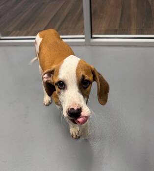 Hound Dogs Available for Adoption in Hilton Head Island, South Carolina - Bones | PetCurious