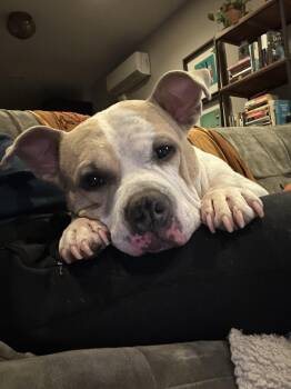 Remy -  Bulldog Dog for Adoption in New York, New York - Remy | PetCurious