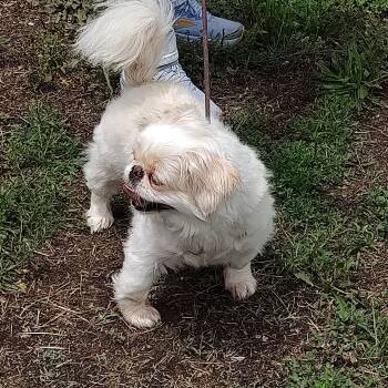 Pekingese Dogs Available for Adoption in Maynardville, Tennessee - Rosie | PetCurious