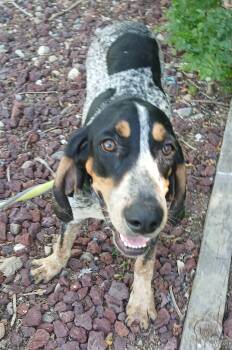 Rescue Black And Tan Coonhound Dogs for Adoption in Amarillo, Texas - Lucy | PetCurious