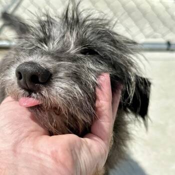 Gorp -  Mixed Breed Dog for Adoption in Matteson, Illinois - Gorp | PetCurious