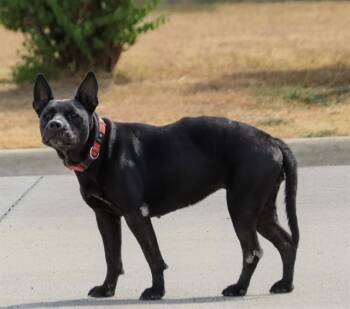 KIKI -  Pit Bull Terrier and Mixed Breed Dog for Adoption in Dallas, Texas - KIKI | PetCurious