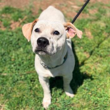 Mixed Breed Dogs Available for Adoption in Huntington, West Virginia - Budapest | PetCurious