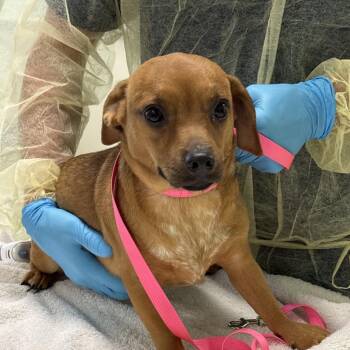 Parson Russell Terrier and Chihuahua Dogs Available for Adoption in West Palm Beach, Florida - Damson | PetCurious