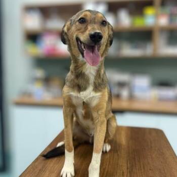 Riley -  Mixed Breed Dog for Adoption - Riley | PetCurious