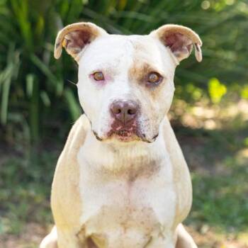RUFUS -  Pit Bull Terrier Dog for Adoption in Camarillo, California - RUFUS | PetCurious