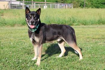 Mixed Breed Dogs Available for Adoption in Columbia, Tennessee - Koda (Smoke) | PetCurious