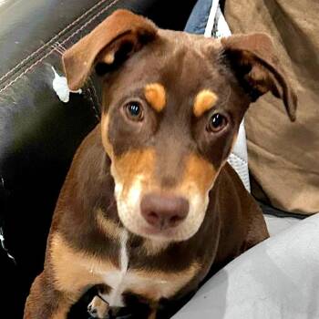 Australian Kelpie and German Pinscher Dogs Available for Adoption - Coley | PetCurious