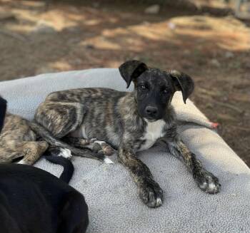 Rescue Boxer and Pit Bull Terrier Dogs for Adoption in Anza, California - Sailor | PetCurious