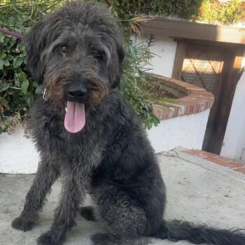 Riley -  Labradoodle Dog for Adoption in Piedmont, California - Riley | PetCurious