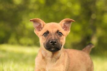 Dachshund Dogs Available for Adoption in Gradyville, Kentucky - Gunner-Transport | PetCurious