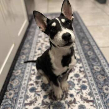 Rescue Husky Dogs for Adoption in Lubbock, Texas - Charlie | PetCurious