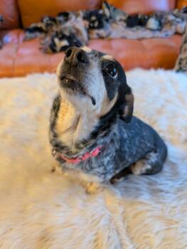 Dumpling -  Chihuahua and Dachshund Dog Available for Adoption in Medford Lakes, New Jersey - Dumpling | PetCurious