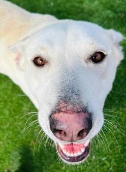 German Shepherd Dog and Mixed Breed Dogs Available for Adoption - Suki | PetCurious