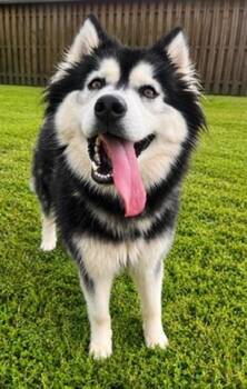 Ruby -  Husky Dog for Adoption in Covington, Louisiana - Ruby | PetCurious