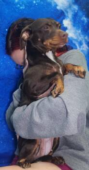 Chihuahua and Dachshund Dogs Available for Adoption in Wetumpka, Alabama - 260414  Gemma | PetCurious