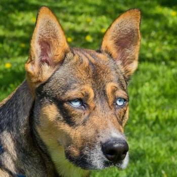 Husky and Shepherd Dogs Available for Adoption in South Elgin, Illinois - Seline | PetCurious
