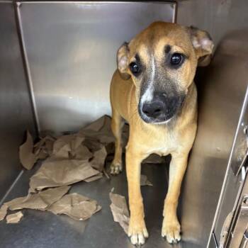 Martha -  Terrier Dog for Adoption in Parrish, Alabama - Martha | PetCurious