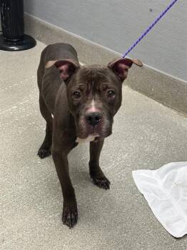 SULLY -  Pit Bull Terrier Dog for Adoption in Las Vegas, Nevada - SULLY | PetCurious