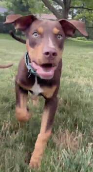 Messi -  Great Dane Dog for Adoption in Alden, New York - Messi | PetCurious