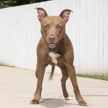 Clairee -  Mixed Breed Dog for Adoption in Franklin, Tennessee - Clairee | PetCurious