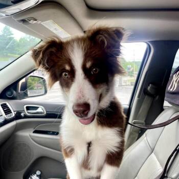Stella Kay -  Australian Shepherd and Mixed Breed Dog for Adoption in Falls Church, Virginia - Stella Kay | PetCurious