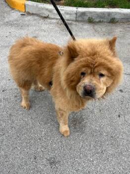 BEAR -  Chow Chow Dog for Adoption in Doral, Florida - BEAR | PetCurious