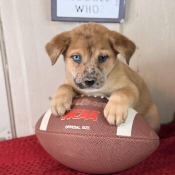 Oslo (one blue eye) -  Labrador Retriever and Catahoula Leopard Dog Dog for Adoption in Atlanta, Texas - Oslo (one Blue Eye) | PetCurious