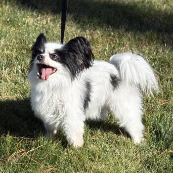 Papillon Dogs Available for Adoption - Rip | PetCurious