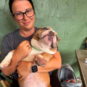 Mikey -  American Bully Dog for Adoption in Huber Heights, Ohio - Mikey | PetCurious