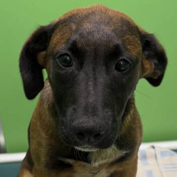 German Shepherd Dog and Mixed Breed Dogs Available for Adoption in Calverton, New York - Pie | PetCurious