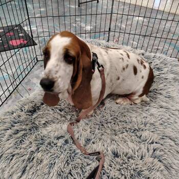 Gertie -  Basset Hound Dog for Adoption in Coos Bay, Oregon - Gertie | PetCurious