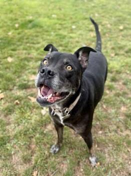 Cole -  Mixed Breed Dog for Adoption in Roseburg, Oregon - Cole | PetCurious