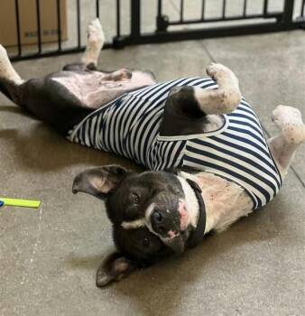 Staffordshire Bull Terrier Dogs Available for Adoption - Kilo | PetCurious