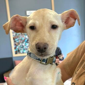 Rescue Cirneco Delletna and Labrador Retriever Dogs for Adoption in New York, New York - COCA COLA In NY To Meet And Greet! | PetCurious