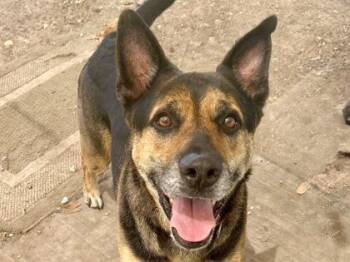 Mixed Breed Dogs Available for Adoption in Georgetown, Texas - Mac | PetCurious
