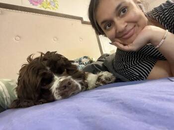 Cocker Spaniel Dogs Available for Adoption - Buddy | PetCurious