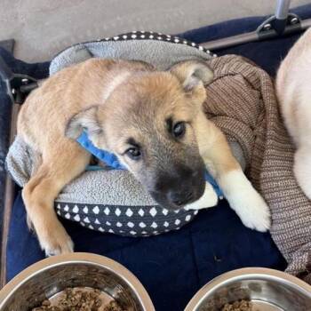 Andrew -  Mixed Breed Dog for Adoption in Bentonville, Arkansas - Andrew | PetCurious