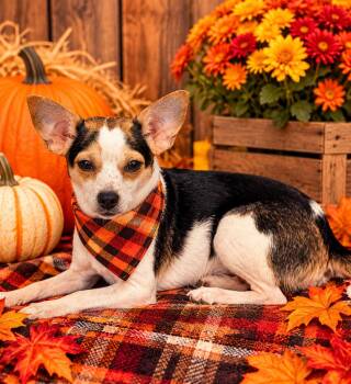 Casper -  Chihuahua Dog for Adoption in Winter Garden, Florida - Casper | PetCurious