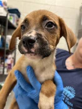 A272980 -  Boxer and Mixed Breed Dog for Adoption in Chula Vista, California - A272980 | PetCurious
