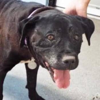 Rescue American Staffordshire Terrier Dogs for Adoption in Green Valley, Arizona - Xena--Adoptable With Bonded Companion, Meteor | PetCurious