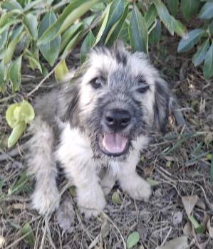 MOTI -  Poodle and Wheaten Terrier Dog for Adoption - MOTI | PetCurious