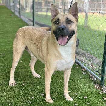 Royce -  German Shepherd Dog and Labrador Retriever Dog Available for Adoption in Magnolia, Texas - Royce | PetCurious