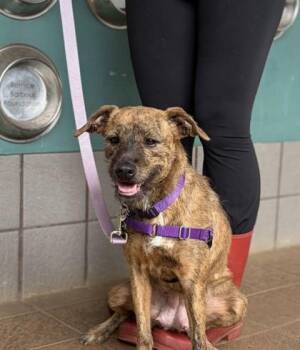 Terrier and Mixed Breed Dogs Available for Adoption in Honolulu, Hawaii - Martina | PetCurious