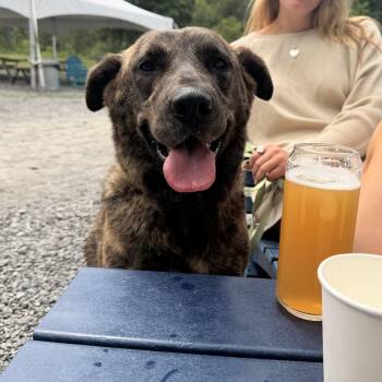 Mabel -  Shepherd Dog for Adoption in Carmel Hamlet, New York - Mabel | PetCurious