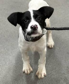 Parson Russell Terrier and Mixed Breed Dogs Available for Adoption - OTIS | PetCurious