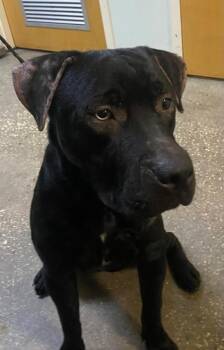 Duke -  Mixed Breed Dog for Adoption in Ocala, Florida - Duke | PetCurious
